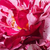 Lila - fehér - Virágágyi floribunda rózsa - New Imagine